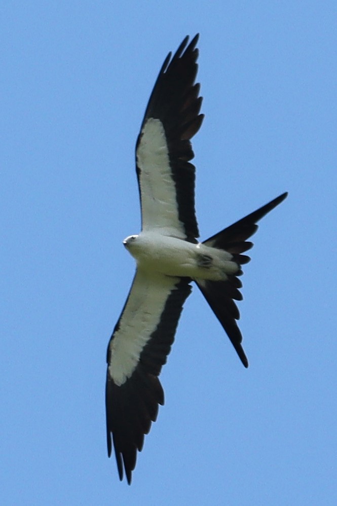 Swallow-tailed Kite - James Boughton