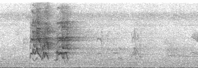 regnbueparakitt (picta) - ML34470
