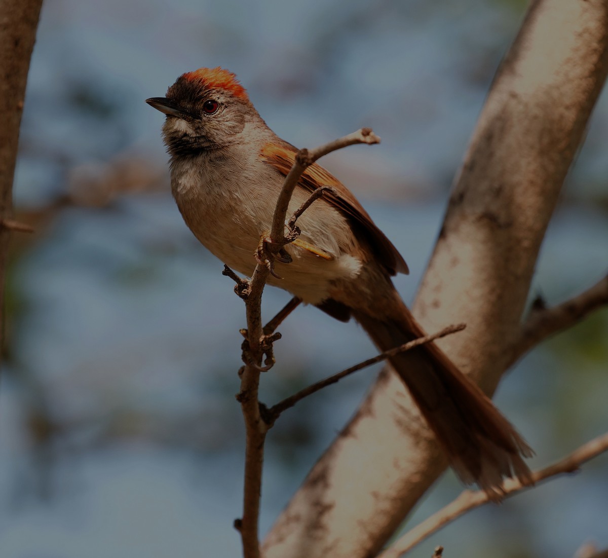 Pale-breasted Spinetail - ML344702021