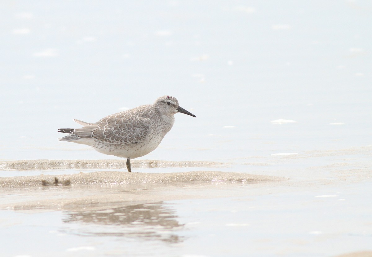 Red Knot - ML34470251