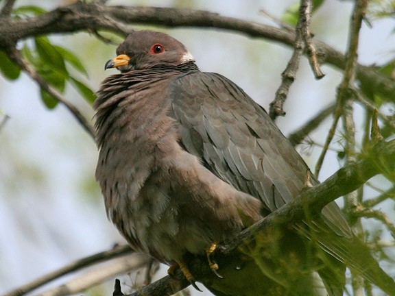 Band-tailed Pigeon - Tim Avery