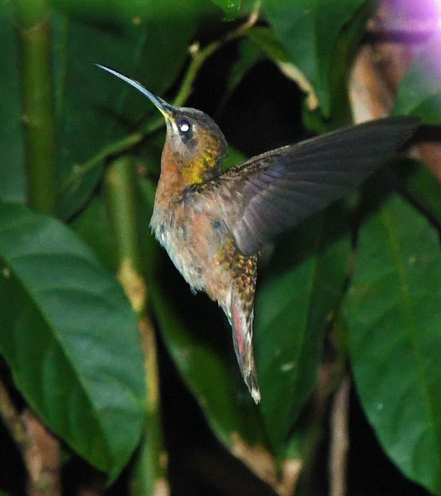 kolibřík skořicový - ML344706271