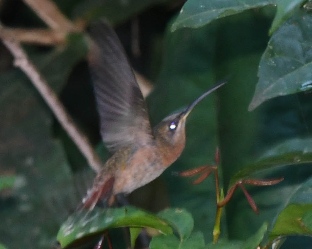kolibřík skořicový - ML344706281