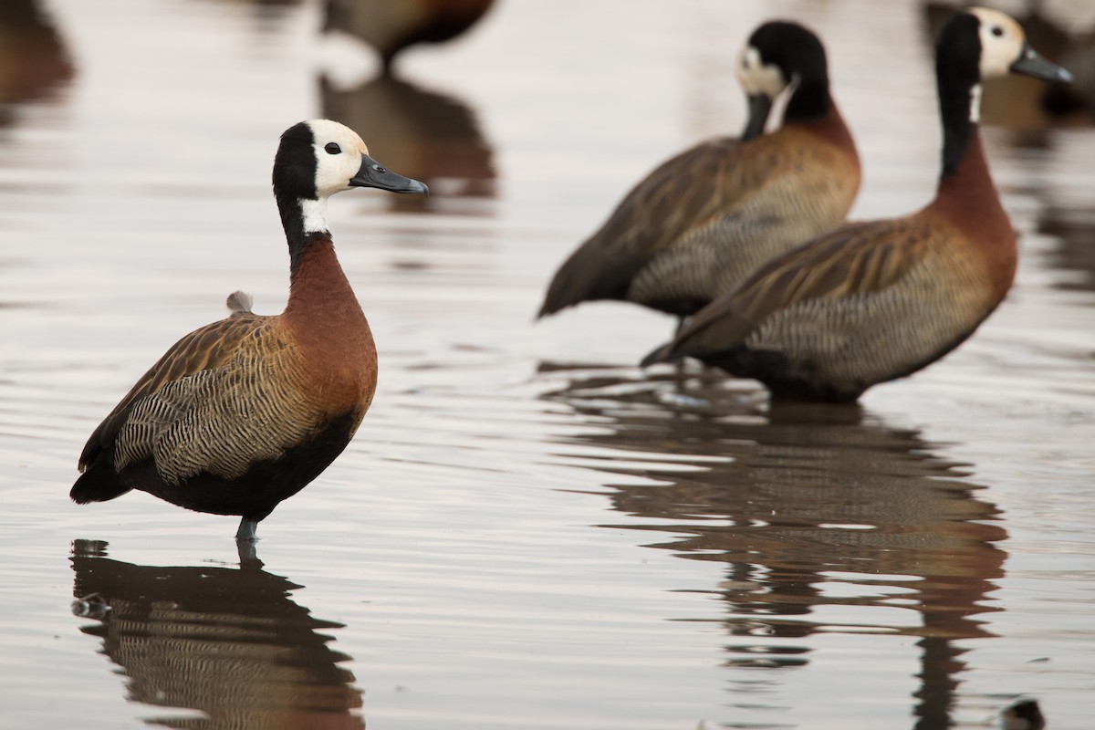 White-faced Whistling-Duck - Nate McGowan
