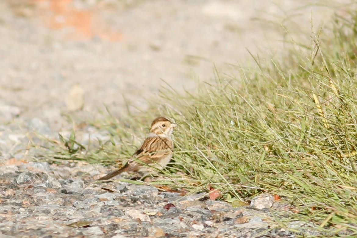 Clay-colored Sparrow - Davey Walters