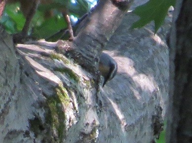 Red-breasted Nuthatch - "Chia" Cory Chiappone ⚡️