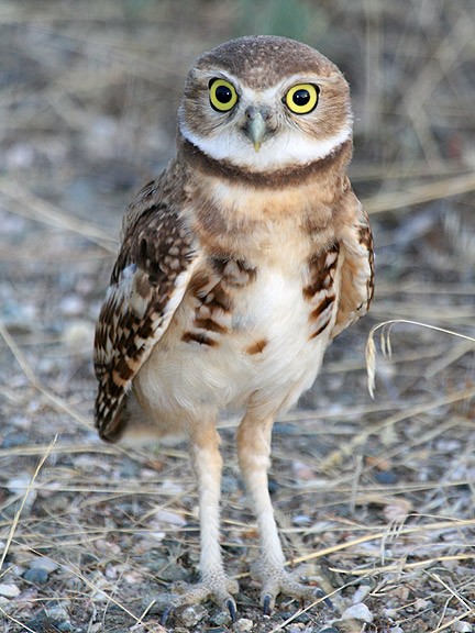 Burrowing Owl - Tim Avery