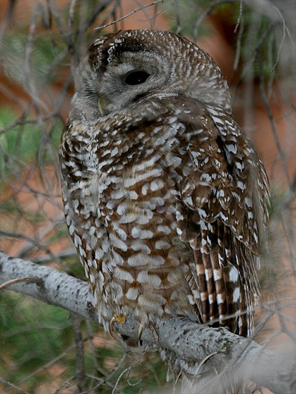 Spotted Owl - Tim Avery