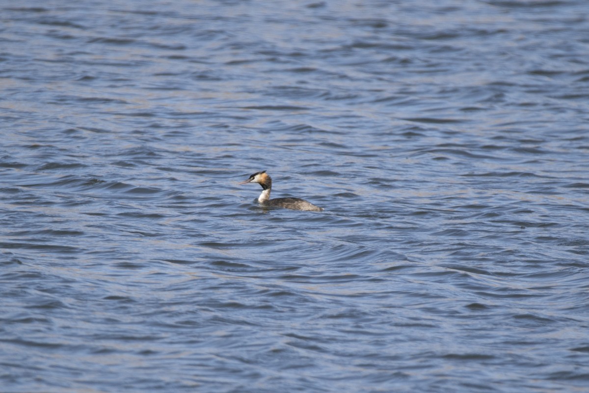 Great Crested Grebe - John Cantwell