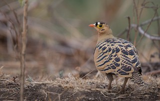  - Four-banded Sandgrouse