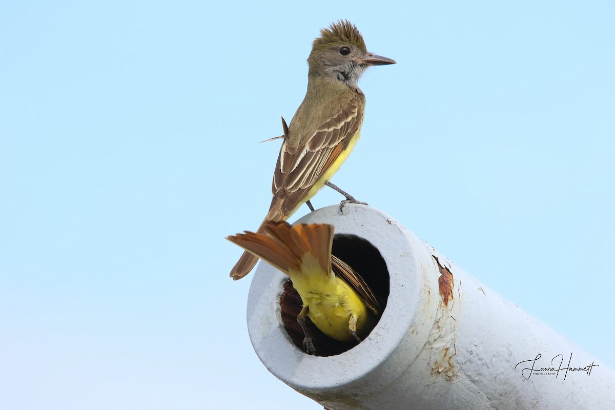 Great Crested Flycatcher - MD Admin  (Tyler Bell)