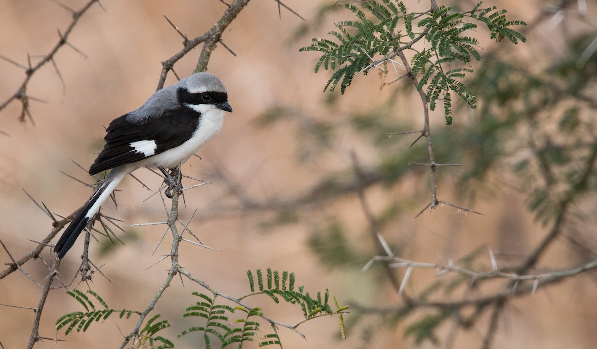 Gray-backed Fiscal - ML34472411