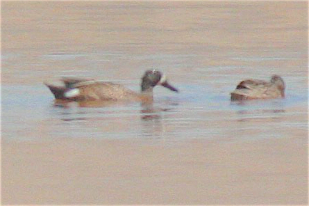 Blue-winged Teal - ML344724211