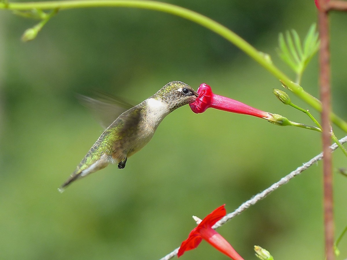 Ruby-throated Hummingbird - Jeffrey Thomas