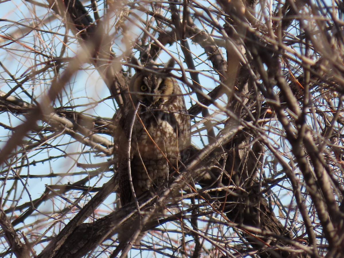 Long-eared Owl - ML344731881