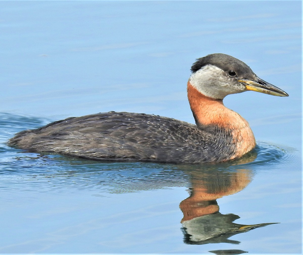 Red-necked Grebe - ML344733571