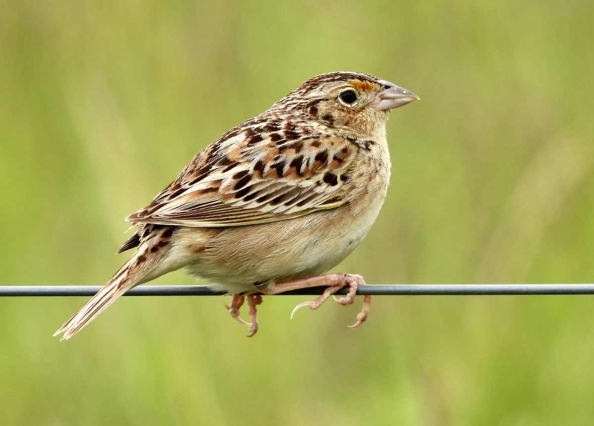Grasshopper Sparrow - Kisa Weeman