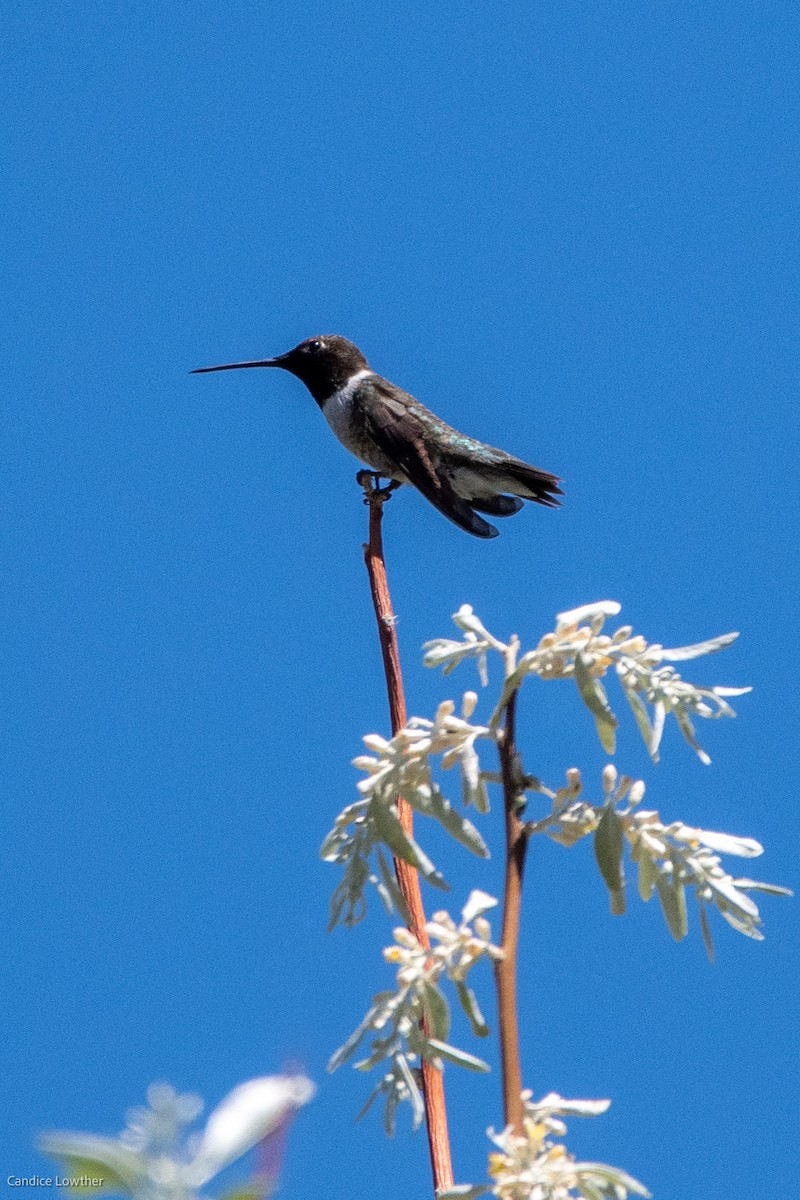 Black-chinned Hummingbird - ML344753371