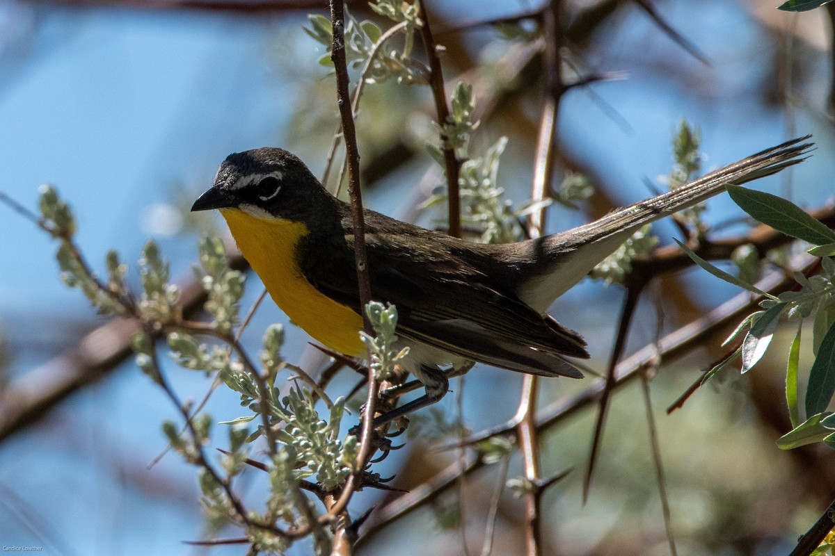 Yellow-breasted Chat - ML344753721