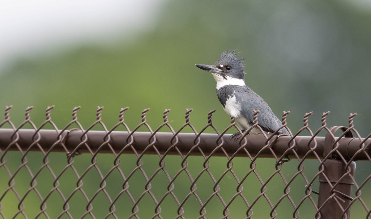 Belted Kingfisher - ML344754091