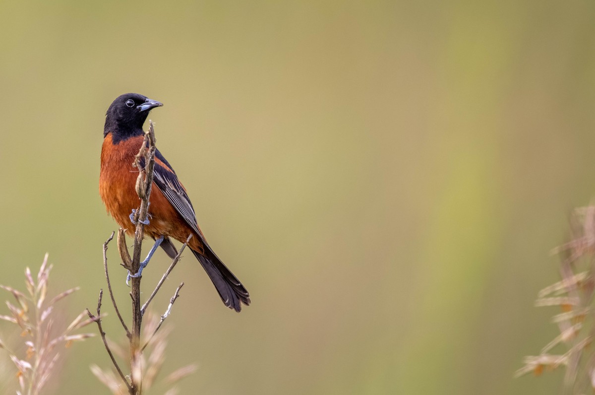 Orchard Oriole - Jeff Timmons