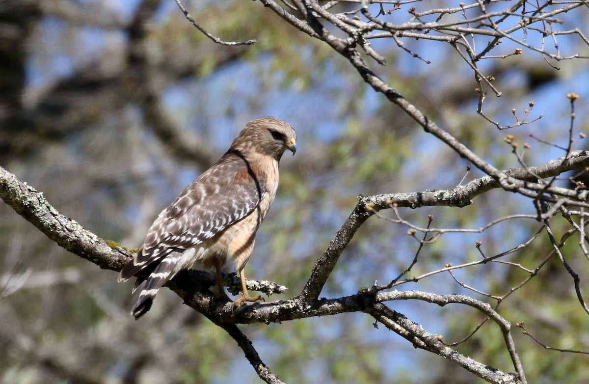 Red-shouldered Hawk (lineatus Group) - ML344757141
