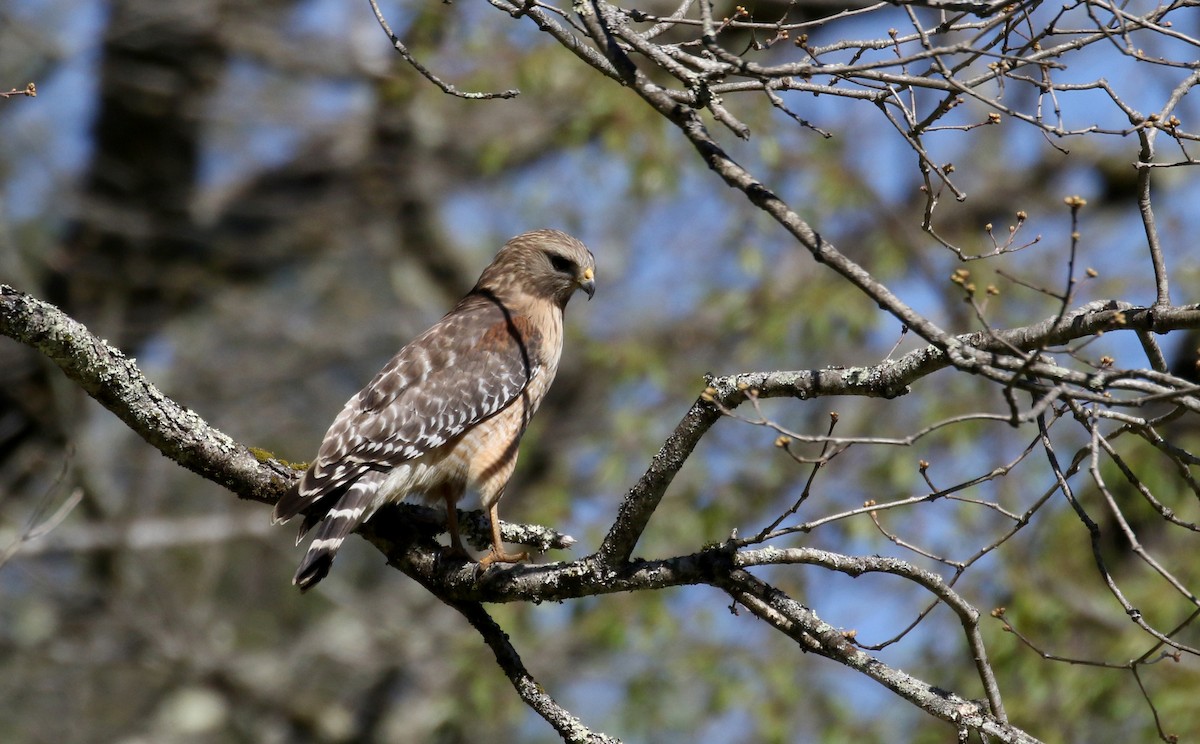 Red-shouldered Hawk (lineatus Group) - ML344757191