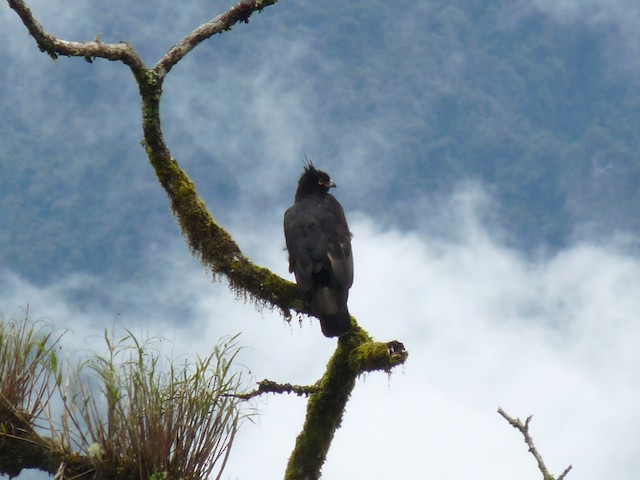 Habitat: montane forest in Ecuador. - Black-and-chestnut Eagle - 