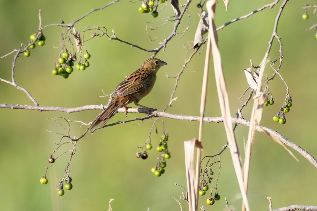 Wedge-tailed Grass-Finch - ML344758421