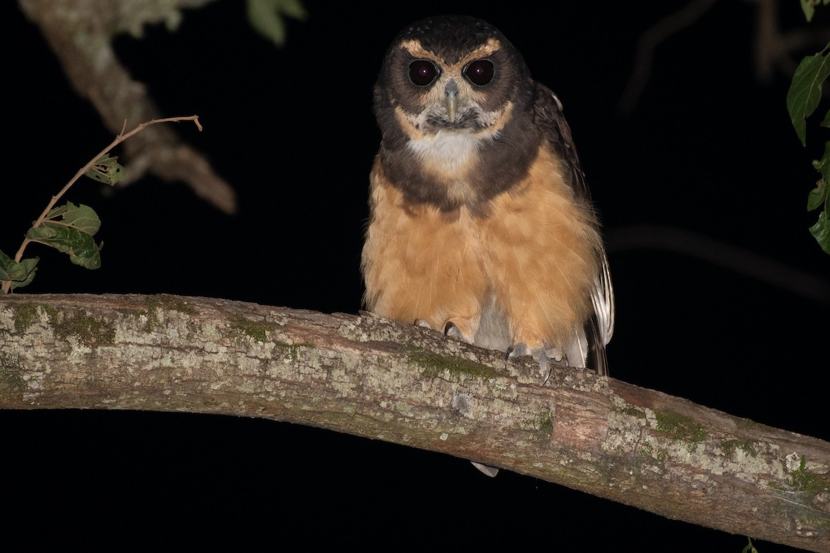 Tawny-browed Owl - ML344761691