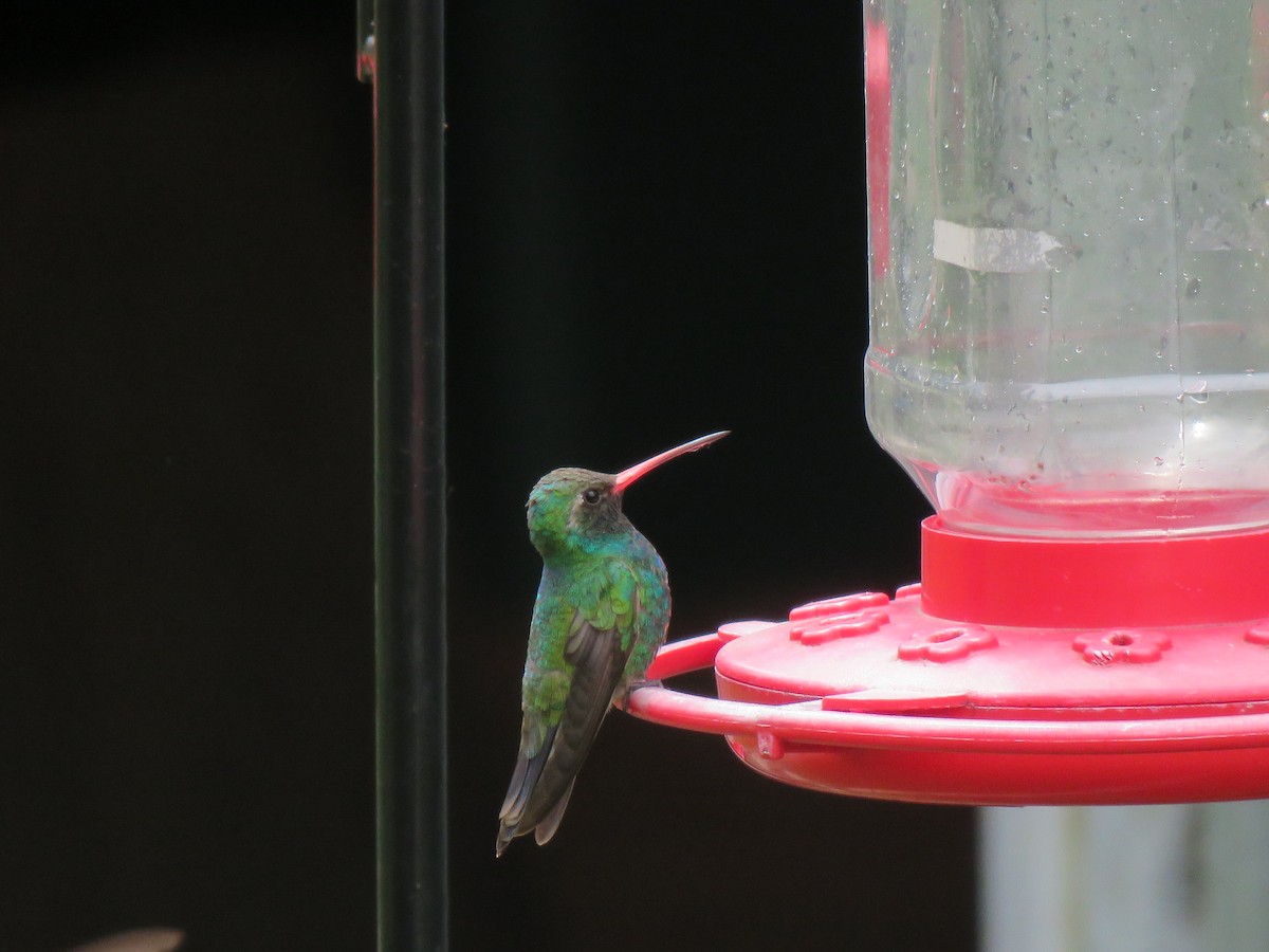 Broad-billed Hummingbird - ML344762861