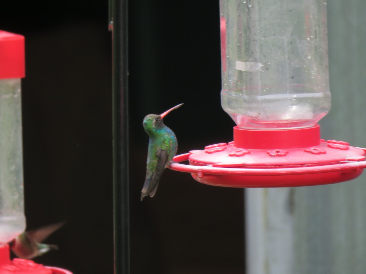 Broad-billed Hummingbird - Ronda Reis
