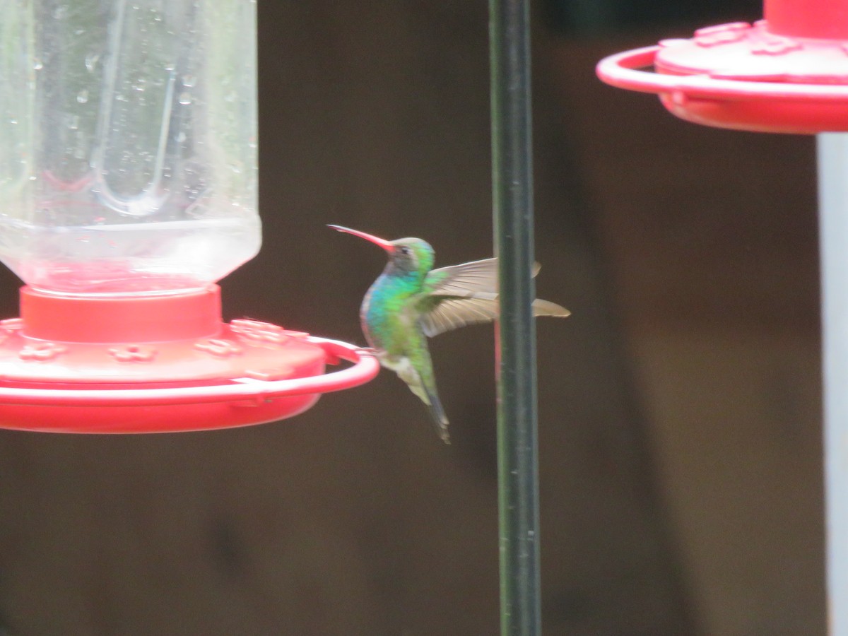 Broad-billed Hummingbird - ML344763341