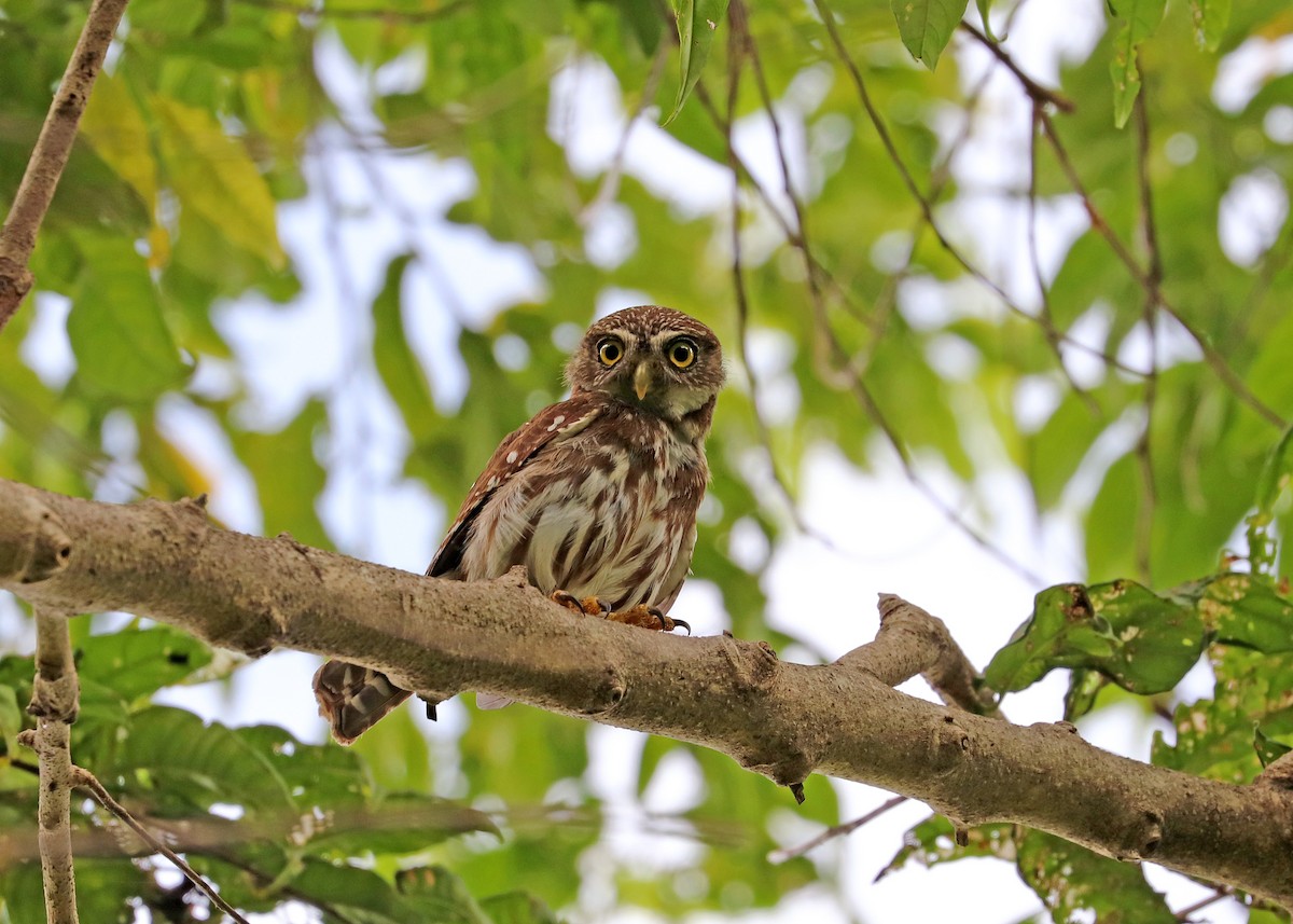 Ferruginous Pygmy-Owl - Noreen Baker