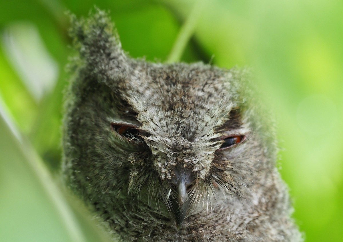 Japanese Scops-Owl - 浙江 重要鸟讯汇整