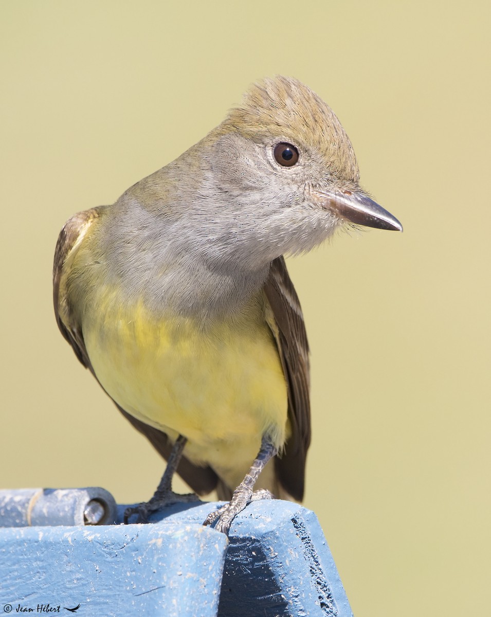 Great Crested Flycatcher - ML344783251