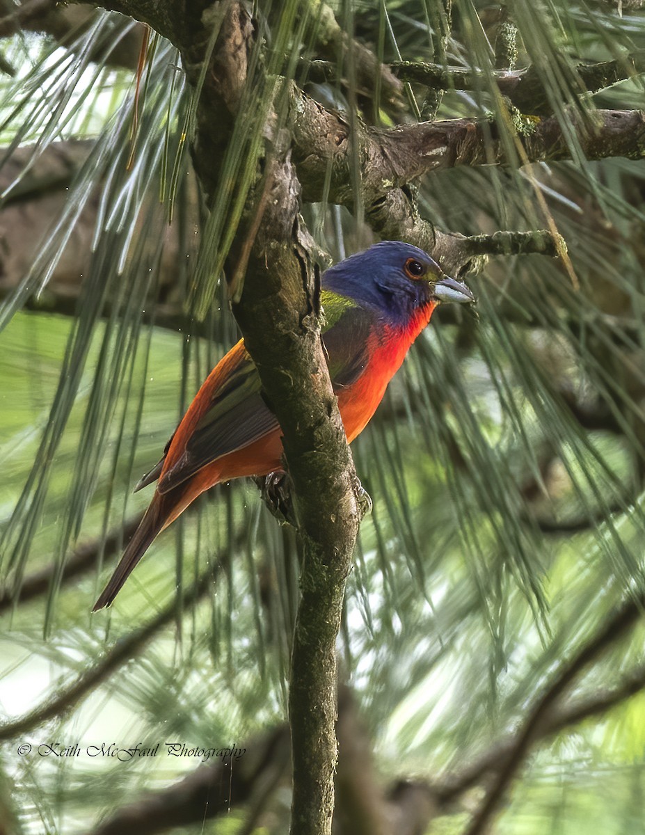 Painted Bunting - ML344784971