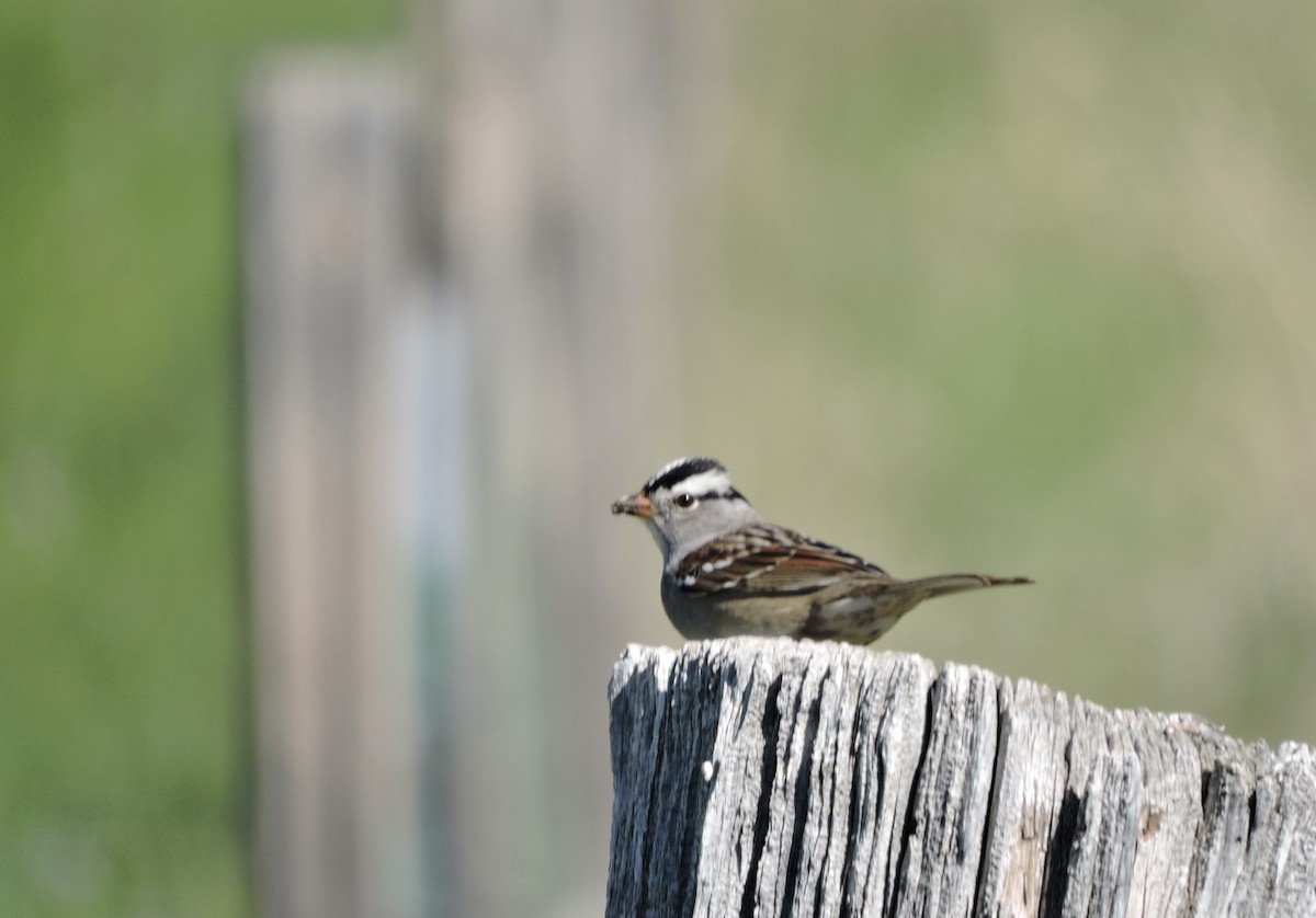 White-crowned Sparrow (Gambel's) - Daniel Casey