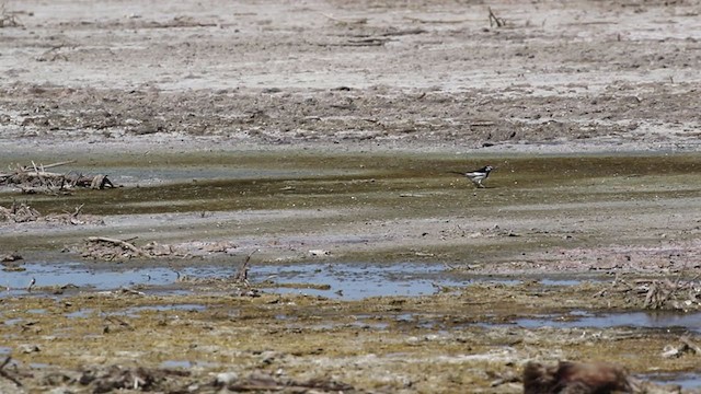 White Wagtail (Black-backed) - ML344786611