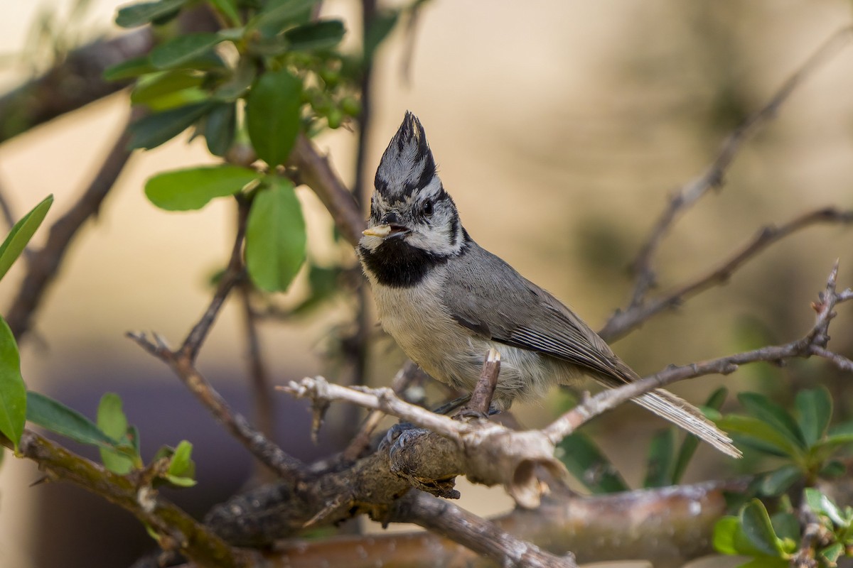 Bridled Titmouse - Andrew Newmark