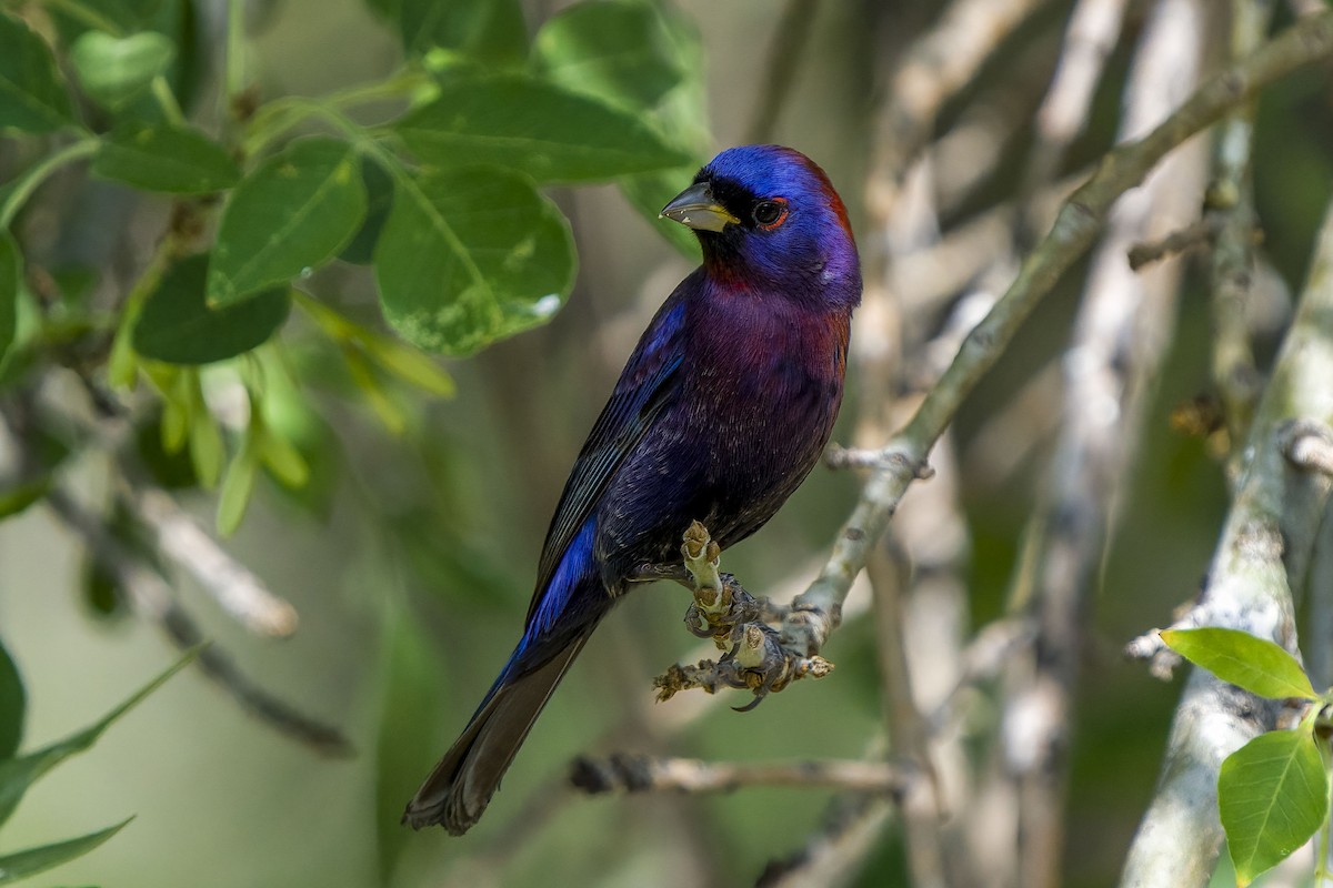 Varied Bunting - Andrew Newmark