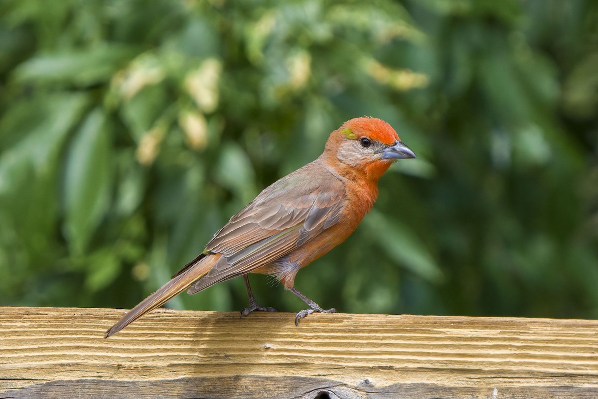 Hepatic Tanager - Andrew Newmark