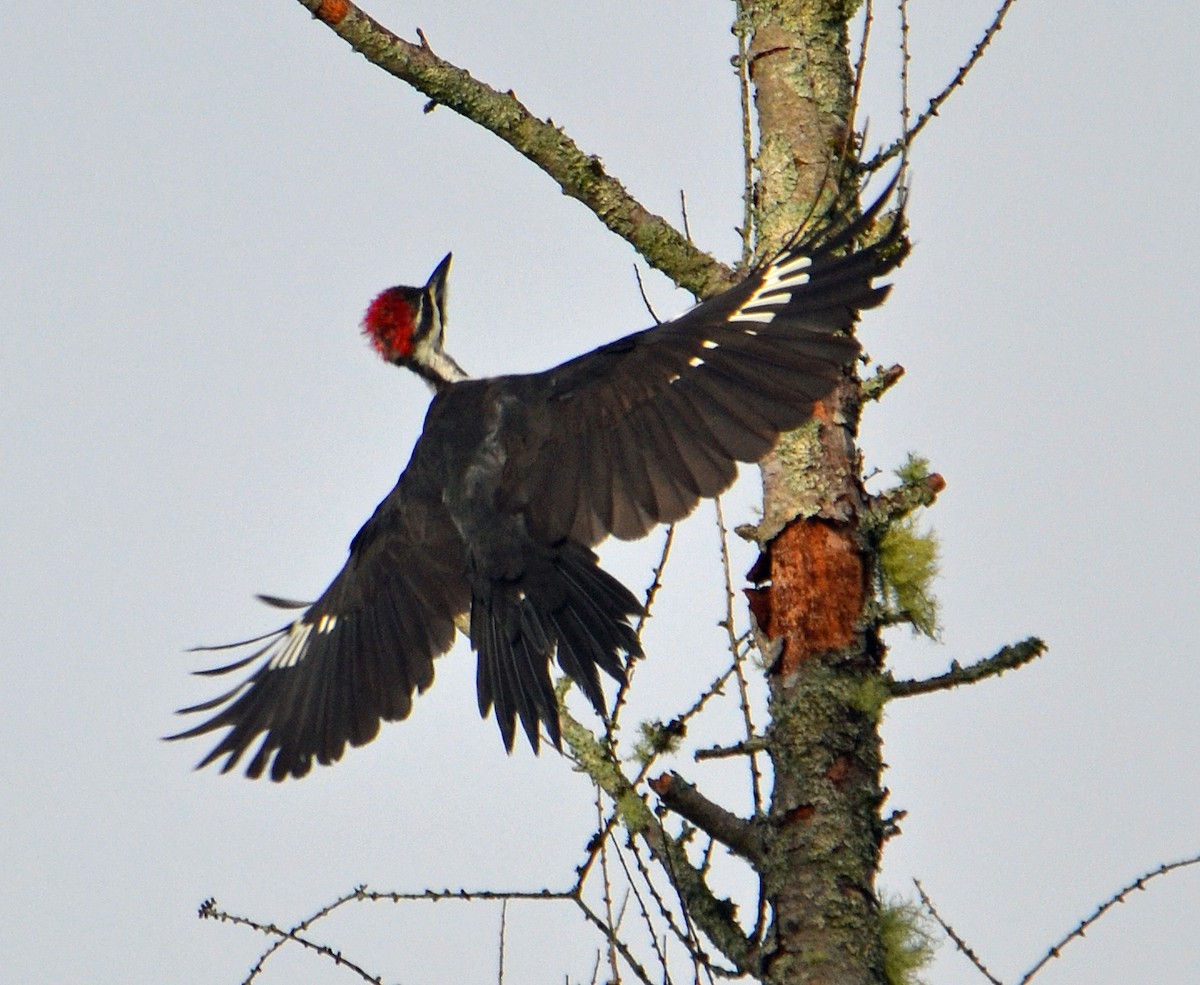 Pileated Woodpecker - ML34479331