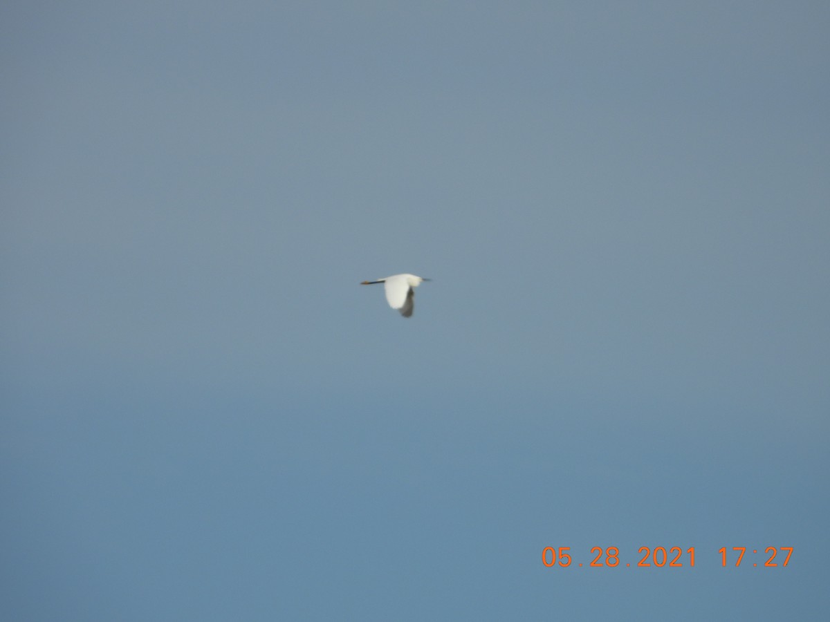Snowy Egret - ML344802031