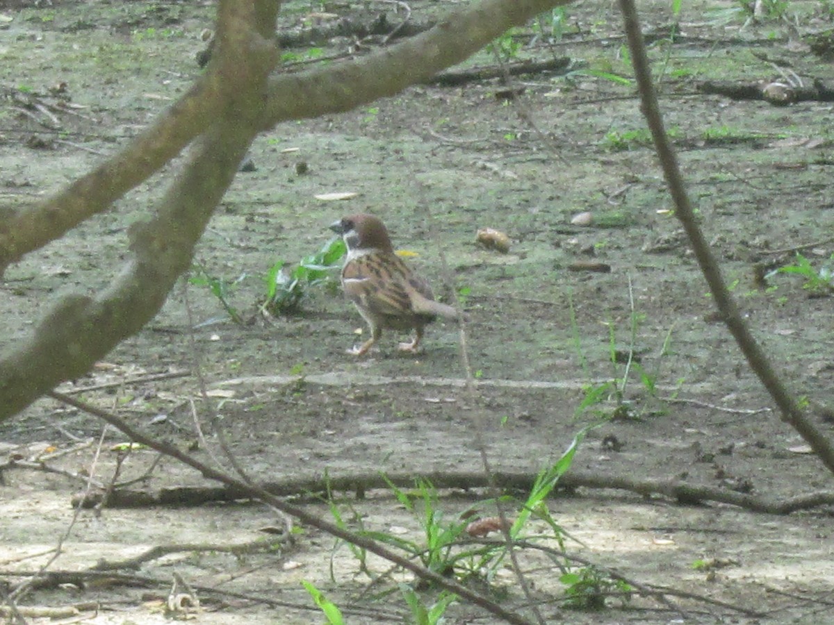 Eurasian Tree Sparrow - ML344808071