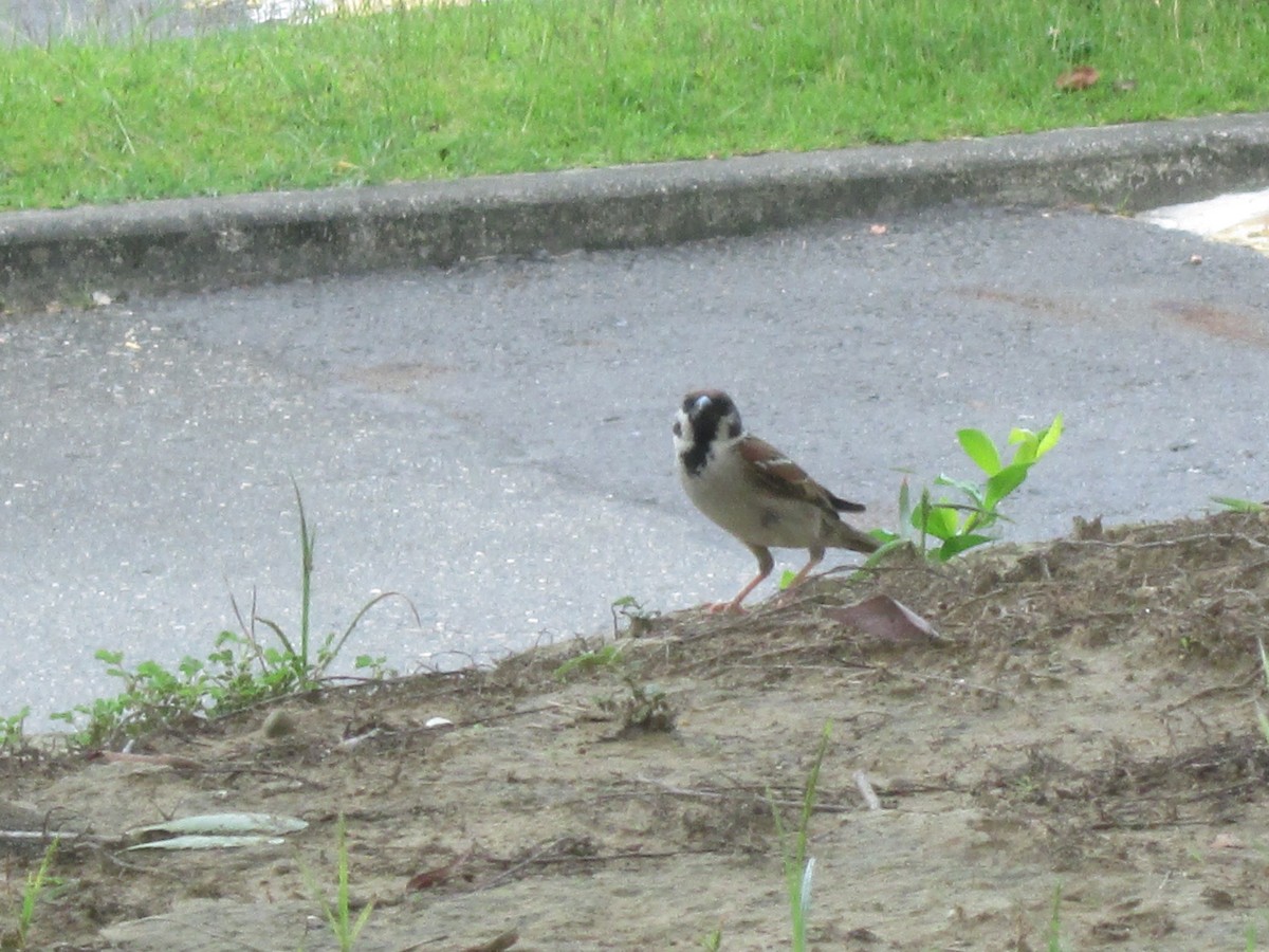Eurasian Tree Sparrow - ML344808081