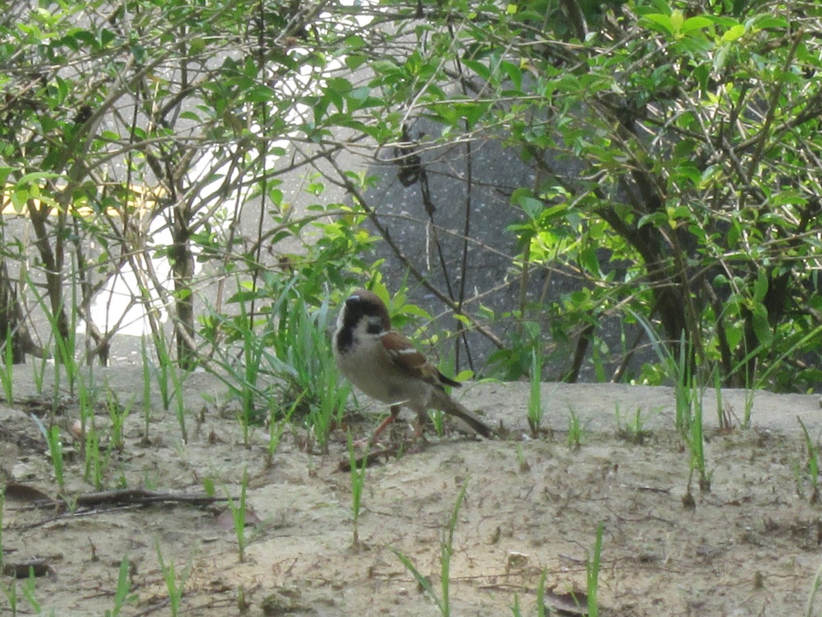 Eurasian Tree Sparrow - ML344808091