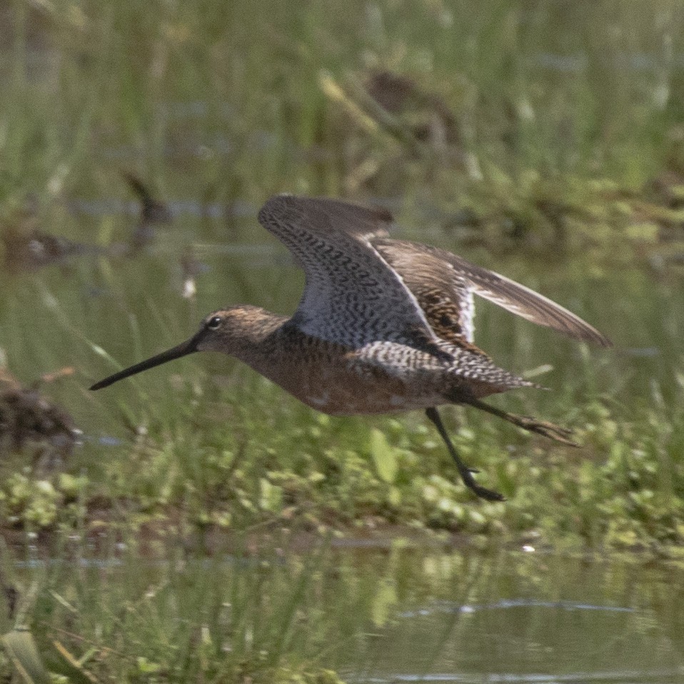 Long-billed Dowitcher - ML344810971