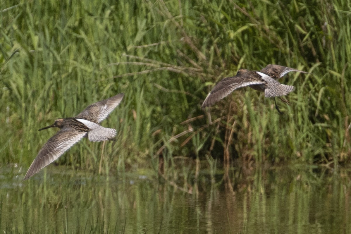 Long-billed Dowitcher - ML344810981