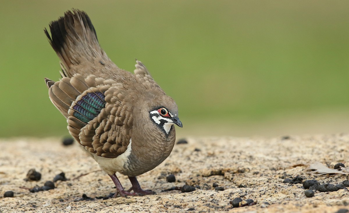 Squatter Pigeon - Luke Seitz
